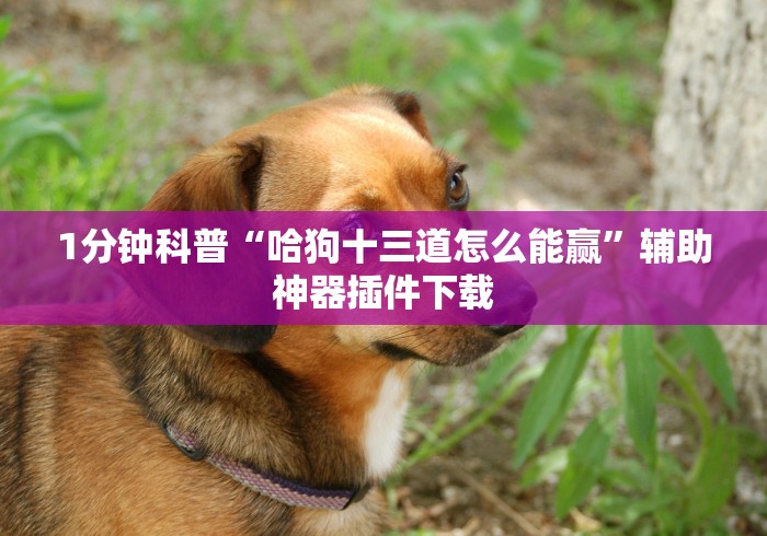 1分钟科普“哈狗十三道怎么能赢	”辅助神器插件下载