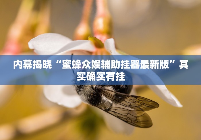 内幕揭晓“蜜蜂众娱辅助挂器最新版”其实确实有挂