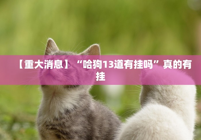 【重大消息】“哈狗13道有挂吗”真的有挂